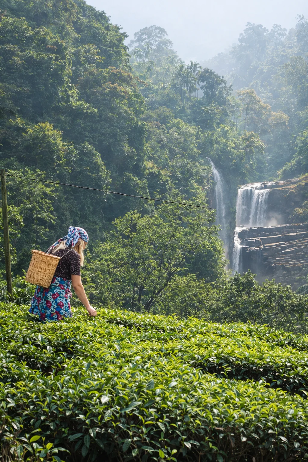 Tea plucking in the Kingswood tea garden